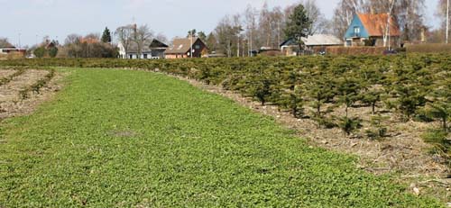 Orchards with grass are easier to manage
